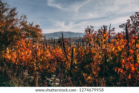 Wine yard during autumn with autumn leafs in romania