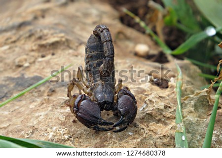 Closeup of a Scorpio maurus fuscus on a rock in natural environment and vegetation - large-clawed scorpion, a North African and Middle Eastern species, also known as the Israeli gold scorpion