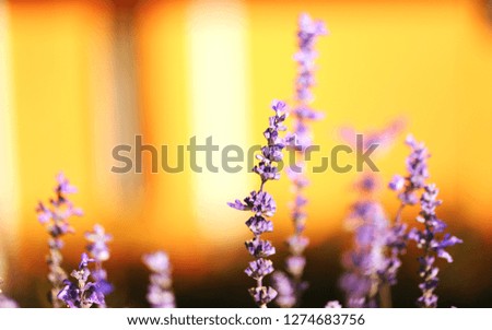 Beautiful purple flower fields landscape closeup blur background
