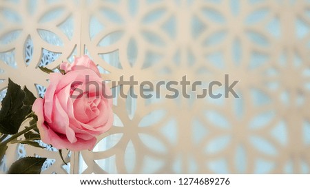 Pink rose on white lace wall background