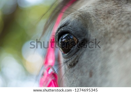 Close-up of horse look