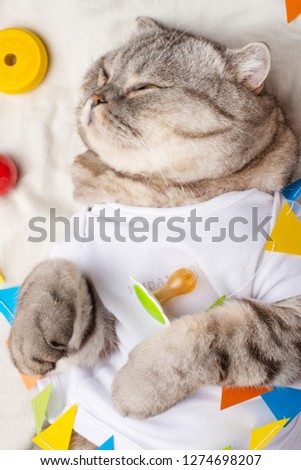 Cute Kitten, on a light background with children's toys, and a pacifier. Advertising picture for pet stores, and zoo clothes