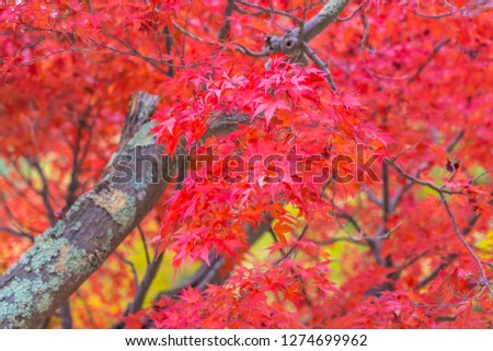 Beautiful red and green maple leaf tree in autumn season