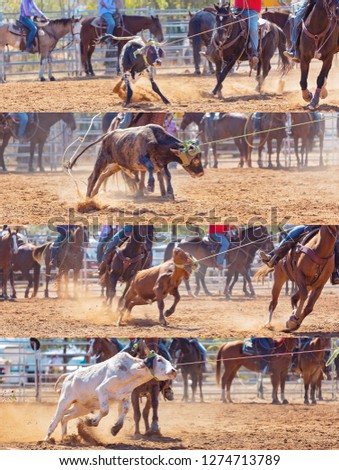 Collage of calves being lassoed in team calf roping events by cowboys at a country rodeo