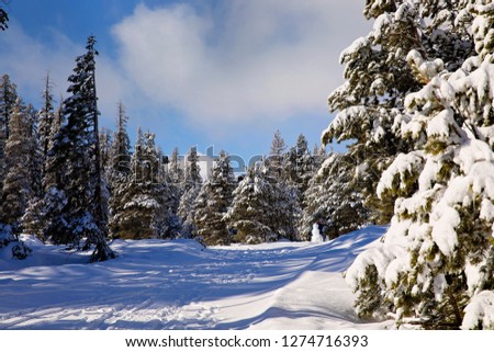Frozen winter forest with snow covered trees
