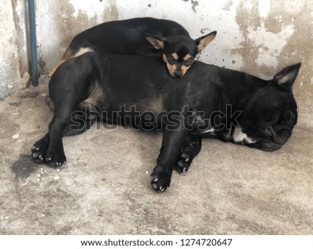 Couple of cute dog. French Bulldog sleeps on cement floor with Chihuahua dog on top. French Bulldog and Chihuahua dog spend their time together. Such coach such brother. Sweet dream.
