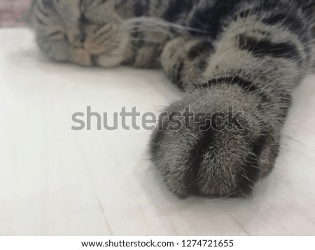 Close up picture of cat paw