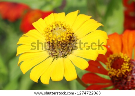 Beautiful yellow flower in natural background, Center of fresh flower Close up petals, Bright yellow floral of summer in field.