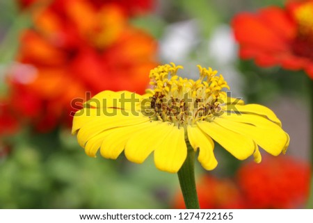 Beautiful yellow flower in natural background, Center of fresh flower Close up petals, Bright yellow floral of summer in field.