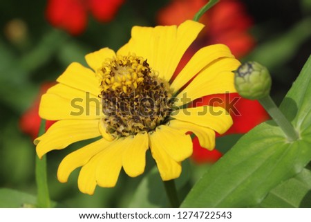 Beautiful yellow flower in natural background, Center of fresh flower Close up petals, Bright yellow floral of summer in field. greeting card for new year and wallpaper.