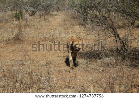 Pictures of animals in the Kruger National Park, South Africa