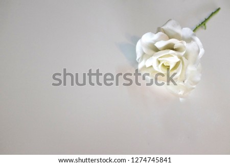 top view and close up, copy space  background with white roses over white wooden table