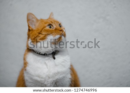 Portrait of red home cat on white background.