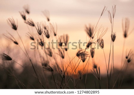 Grass with sunset sky