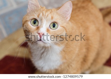 Large portrait of a red cat. Cat looks up.