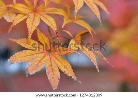 closeup of beautiful maple leaves