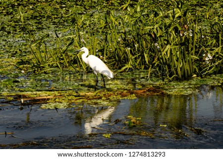 Great egret. The Danube Delta Romania