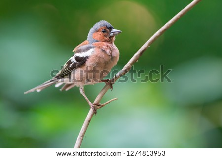 The common chaffinch (Fringilla coelebs) is a common and widespread small passerine bird in the finch family. Photo was taken in Ukraine Royalty-Free Stock Photo #1274813953