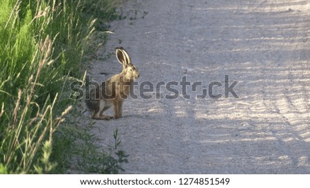 Rabbit on a road