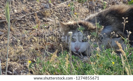 Cat laying down in a grass