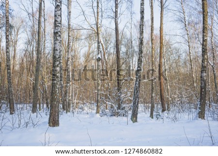 Winter in a birch grove.Nature in the vicinity of Pruzhany, Brest region,Belarus.