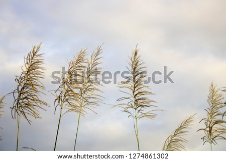 Fluffy flowers with golden sunshine in the evening.Soft bouquet is leaning towards the wind.Background or wallpapers for postcard design that the media represent love, nostalgia