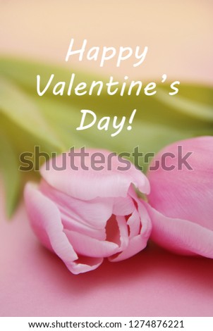 Happy Valentine's Day background, greeting card. Pink tulip flowers on pink background. Vertical image.