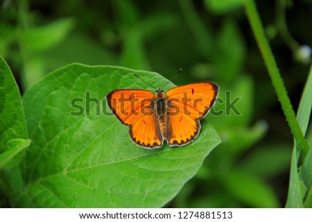 Butterfly called Thersamonolycaena dispar, imago 