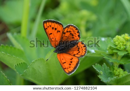 Butterfly called Thersamonolycaena splendens