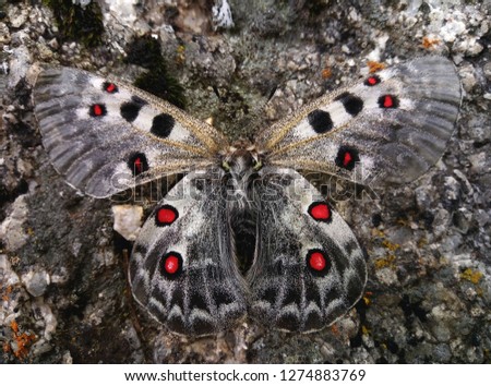 Butterfly of Parnassius genus, imago
