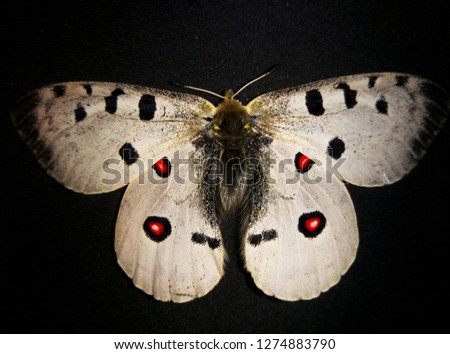 Butterfly of Parnassius genus, imago
