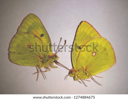 Yellow butterfly, imago