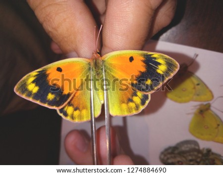 Yellow butterfly, imago