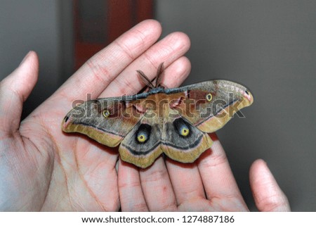 Brown butterfly from Central Asia