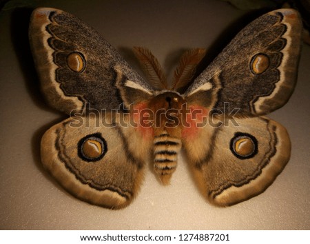 Brown butterfly from Central Asia