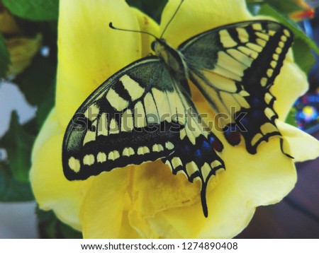 Butterfly on the flower               