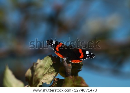 Butterfly in wildlife