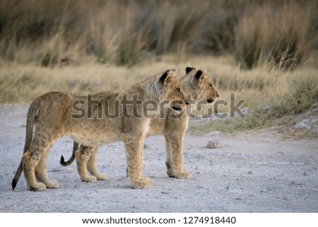 Lion Cubs waiting at etosha National Park in Namibia