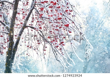Rowan tree in snow, natural winter background. frozen branches with red berries. beautiful winter season concept. cold weather. new year and christmas season