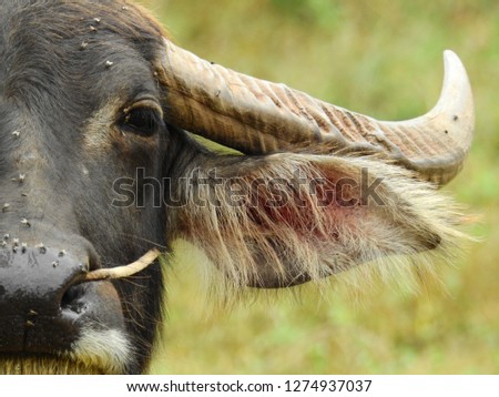 Picture of half buffalo head