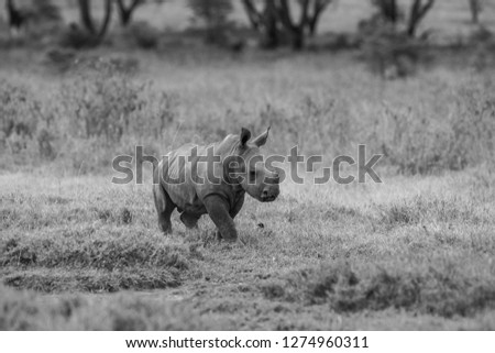 Rhinoceros calf in the Lake Nakuru National Park, Kenya