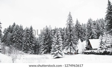 Beautiful winter photo of trees heavily covered by snow