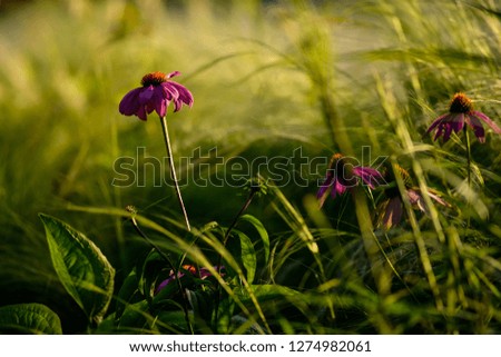 Purple daisy flowers on bokeh background