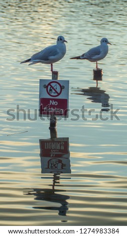 Black Headed Sea Gull single close up perched on No Fishing sign in Lake with reflection in the water with rippled textured effect to water surafce