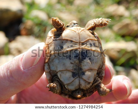 Central Asian tortoise 