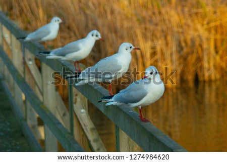 Black Headed Sea Gulls Perching on Bridge Handrail in Large Flock forming straight line