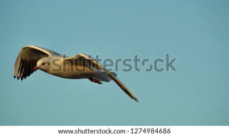 Black Headed Sea Gull single close up flying with wings outstretched showing wings feathers and bill against solid sky background
