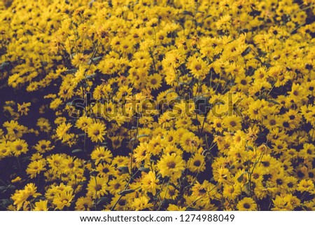 Blurred Yellow blooming chrysanthemum with blue sky background.Fields of beautiful blooming chrysanthemum.