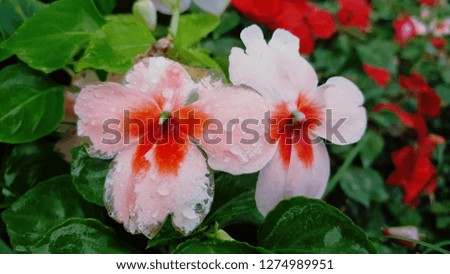 group of pink flower in garden