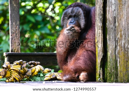 Orangutans or Pongo Pygmaeus is the only asian great found on the island of Borneo and Sumatra.